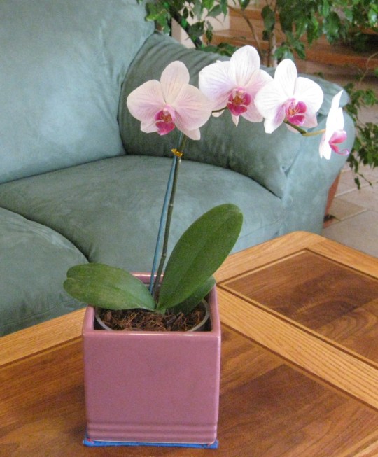 Post 97-flower arrangements3