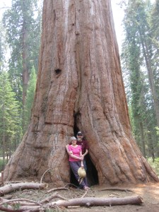 Sequoia