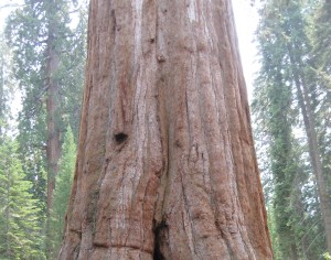 Sequoia2