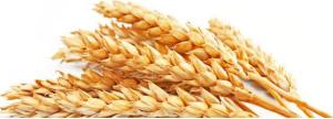 wheat